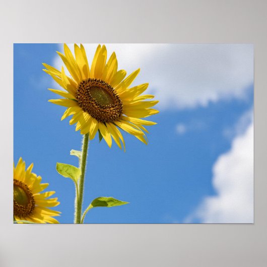 beautiful sun flowers with cloudy blue sky poster (Voorkant)