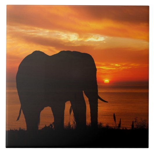 Beautiful Sunset with Silhouette of Elephant Tegeltje (Voorkant)