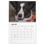 BEAUTIFUL SUPERSTAR CANINE DOGS KALENDER (Jan 2026)