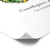 Beautiful Vintage Butterfly Print (Hoek)