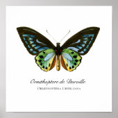 Beautiful Vintage Butterfly Print (Voorkant)