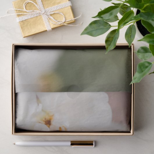 Beautiful White Korbin Roses Close-Up Photograph Tissuepapier (Geschenk)