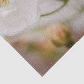 Beautiful White Korbin Roses Close-Up Photograph Tissuepapier (Detail)