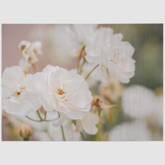 Beautiful White Korbin Roses Close-Up Photograph Tissuepapier (Voorkant)