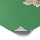 Beautiful White & Pink Peonies On Green Background Poster (Hoek)