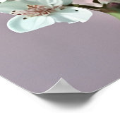 Beautiful White & Pink Peonies On Pink Background Poster (Hoek)