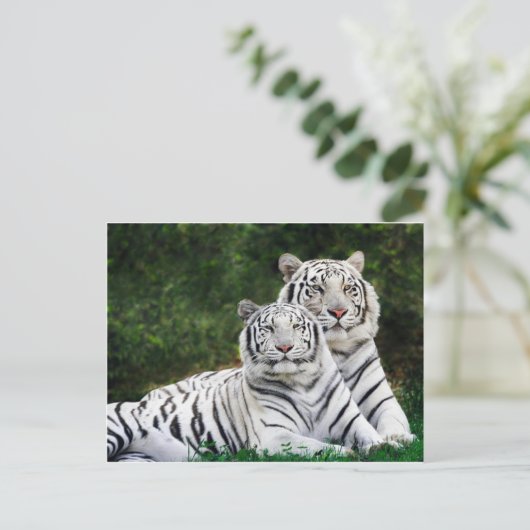 Beautiful White Tigers Briefkaart (Staand voorkant)