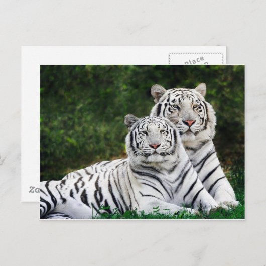 Beautiful White Tigers Briefkaart (Voorkant / Achterkant)
