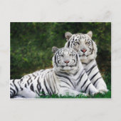 Beautiful White Tigers Briefkaart (Voorkant)