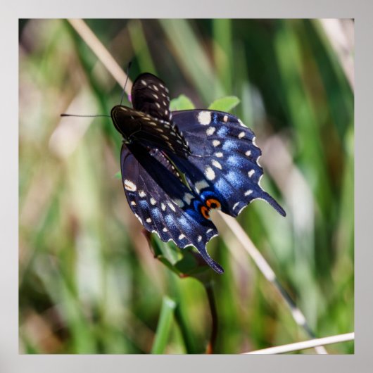 Beautiful Wings Poster (Voorkant)