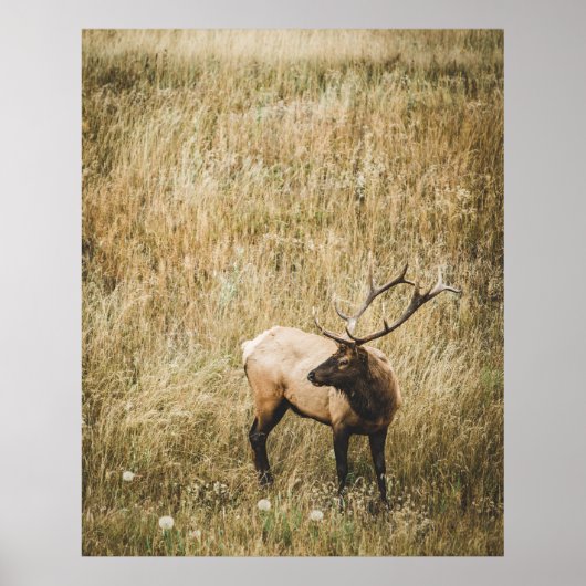 BEAUTIFULE ELK DEER POSTER (Voorkant)