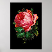 BEAUTIFULE PINK ROSE POSTER (Voorkant)
