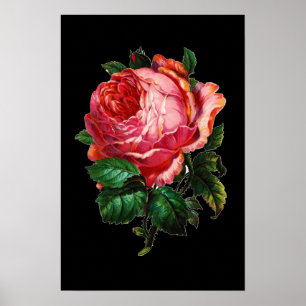 BEAUTIFULE PINK ROSE POSTER
