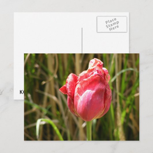 BEAUTIFULE TULIP BRIEFKAART (Voorkant / Achterkant)