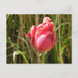 BEAUTIFULE TULIP BRIEFKAART