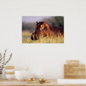 Beauty Hippopotamus Portret Poster (Keuken)