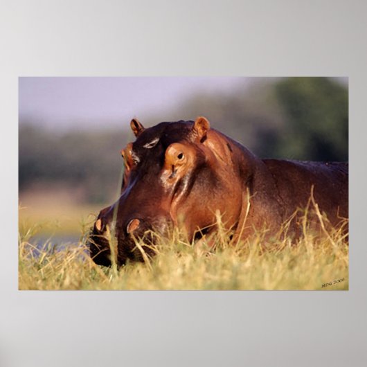 Beauty Hippopotamus Portret Poster (Voorkant)