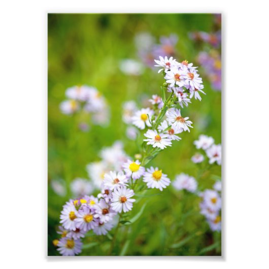 Beauty Line Foto Afdruk (Voorkant)