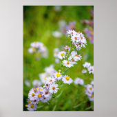 Beauty Line Poster (Voorkant)