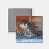 Beauty Magnet (Voorkant / Achterkant)