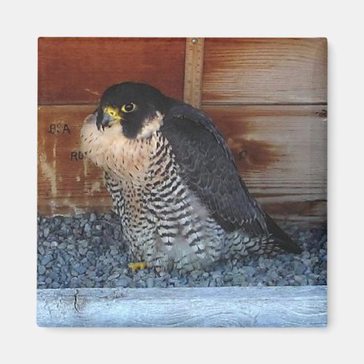 Beauty Magnet (Voorkant)