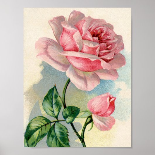 Beauty Roos Roze 8.5x11 Poster niet omlijst (Voorkant)