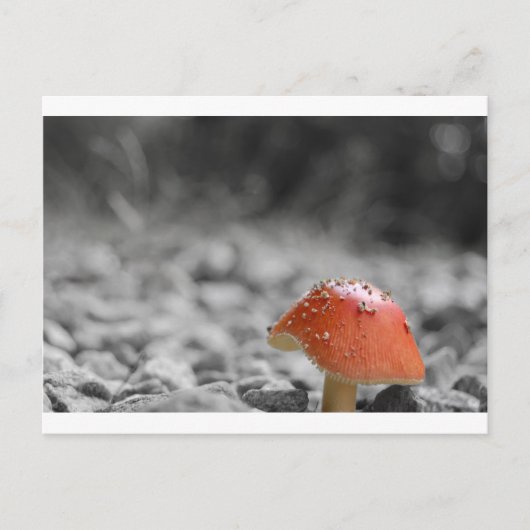 Beauty Shroom Briefkaart (Voorkant)