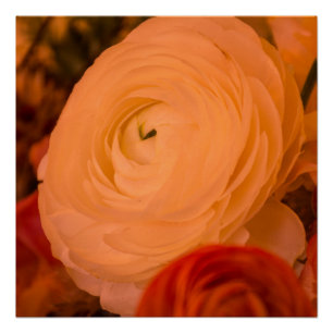 BEAUTY SURROUNDS 20" x 20", Poster (Halfglans)