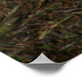 Beauty the Muscovy Hen Poster (Hoek)