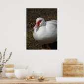 Beauty the Muscovy Hen Poster (Keuken)