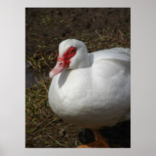 Beauty the Muscovy Hen Poster
