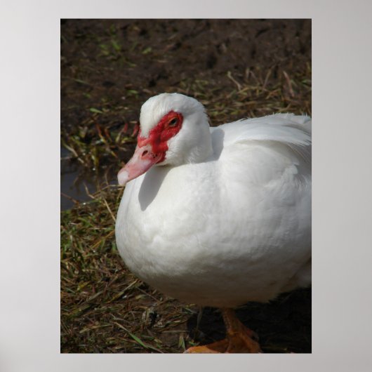 Beauty the Muscovy Hen Poster (Voorkant)