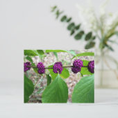 Beautyberry - Verbena Briefkaart (Staand voorkant)