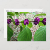 Beautyberry - Verbena Briefkaart (Voorkant / Achterkant)