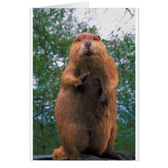 Beaver (Voorkant)