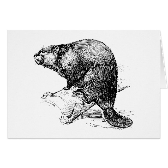 Beaver #1 (Voorkant Horizontaal)