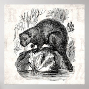  Beaver 1800s de Sjabloon van de Illustratie van d Poster
