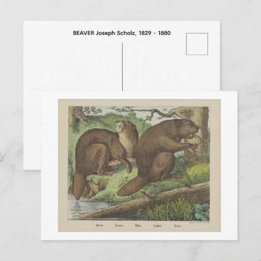 BEAVER  BEAR Joseph Scholz, 1829 - 1880   Briefkaart (Voorkant / Achterkant)