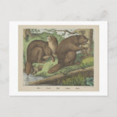BEAVER  BEAR Joseph Scholz, 1829 - 1880   Briefkaart (Voorkant)