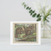 BEAVER  BEAR Joseph Scholz, 1829 - 1880   Briefkaart (Staand voorkant)