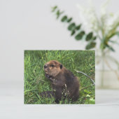 Beaver Briefkaart (Staand voorkant)