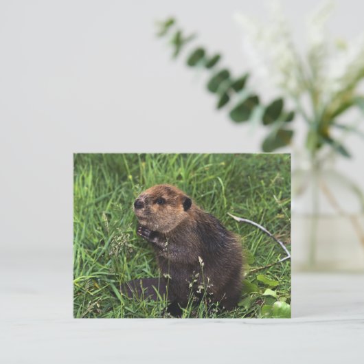 Beaver Briefkaart (Staand voorkant)