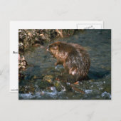 Beaver Briefkaart (Voorkant / Achterkant)