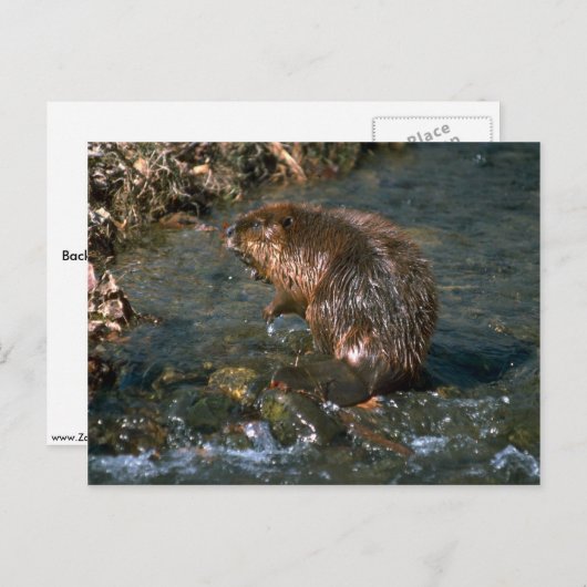 Beaver Briefkaart (Voorkant / Achterkant)