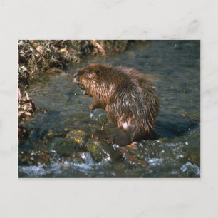 Beaver Briefkaart
