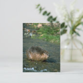 Beaver Briefkaart (Staand voorkant)