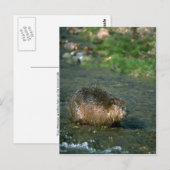 Beaver Briefkaart (Voorkant / Achterkant)