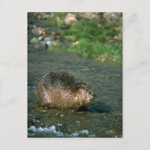 Beaver Briefkaart