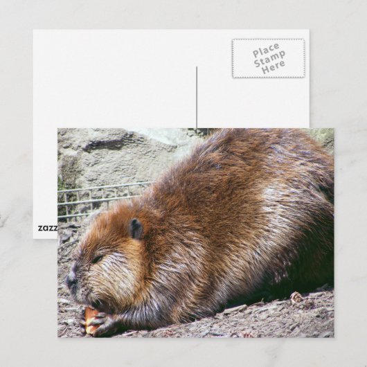 Beaver Briefkaart (Voorkant / Achterkant)