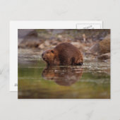 beaver, Castor canadensis, gaat naar een zwemtocht Briefkaart (Voorkant / Achterkant)